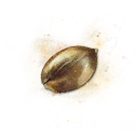 Semilla dorada