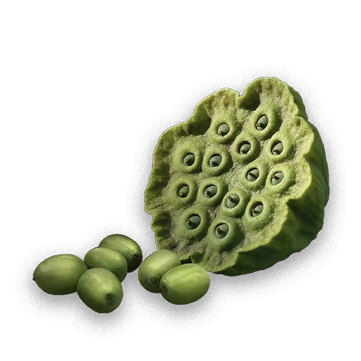 Semilla de loto esmeralda
