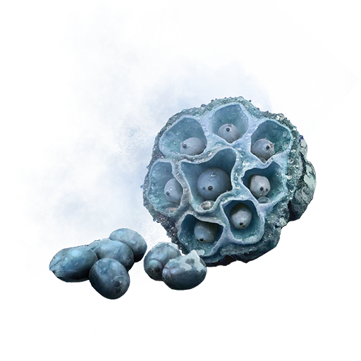 Semilla de loto zafiro