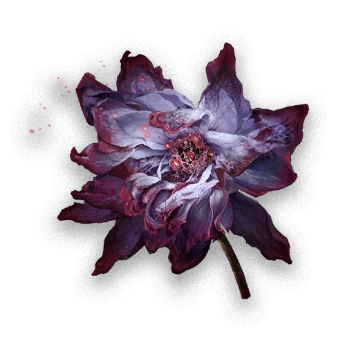 Camelia morada